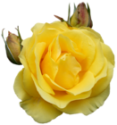 a yellow rose